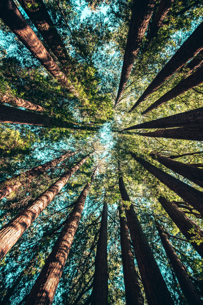 Verken de Kracht van Natuur en Buitenlucht in Je Leven